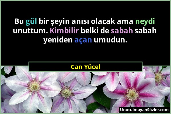 Can Yücel - Bu gül bir şeyin anısı olacak ama neydi unuttum. Kimbilir belki de sabah sabah yeniden açan umudun....