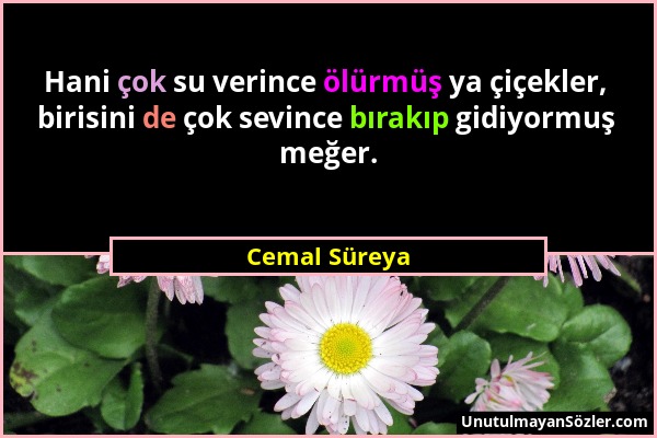 Cemal Süreya - Hani çok su verince ölürmüş ya çiçekler, birisini de çok sevince bırakıp gidiyormuş meğer....