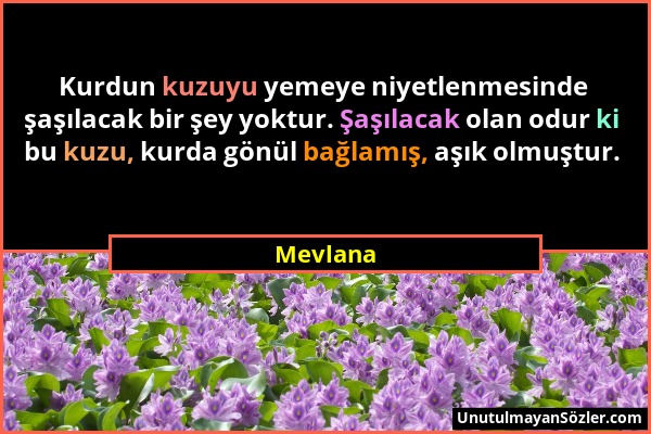 Mevlana - Kurdun kuzuyu yemeye niyetlenmesinde şaşılacak bir şey yoktur. Şaşılacak olan odur ki bu kuzu, kurda gönül bağlamış, aşık olmuştur....