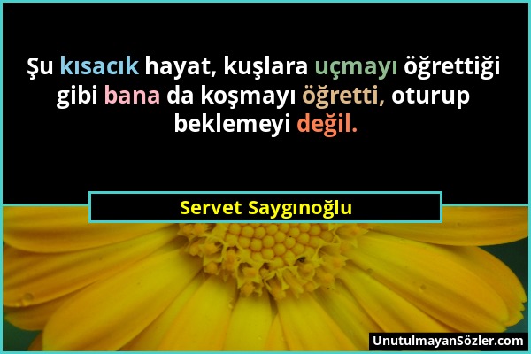 Servet Saygınoğlu - Şu kısacık hayat, kuşlara uçmayı öğrettiği gibi bana da koşmayı öğretti, oturup beklemeyi değil....