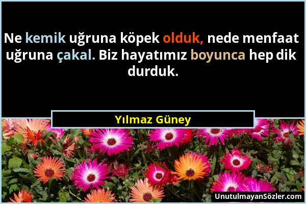 Yılmaz Güney - Ne kemik uğruna köpek olduk, nede menfaat uğruna çakal. Biz hayatımız boyunca hep dik durduk....